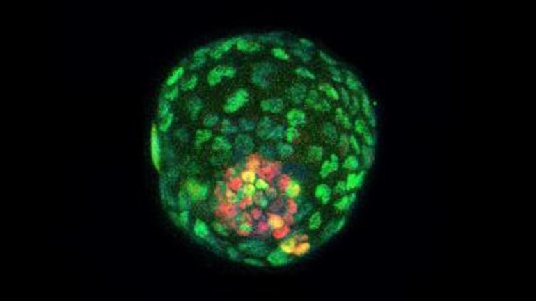 Estes são os embriões sintéticos criados pelos cientistas do Instituto Salk