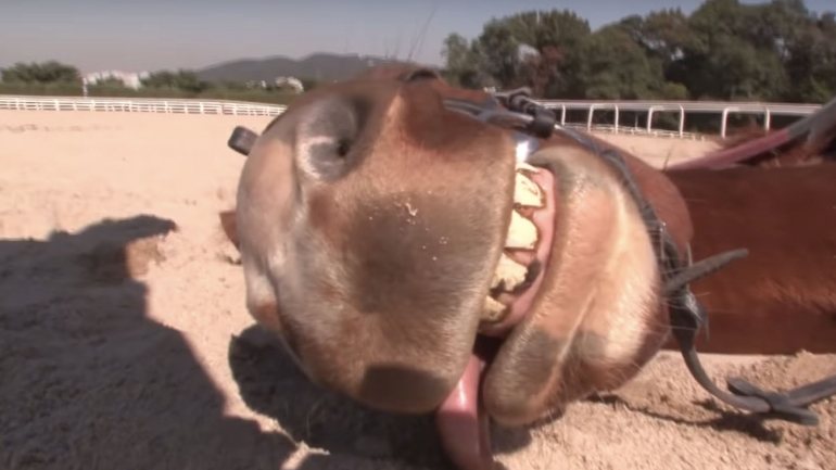 Além de se atirar para o chão, este cavalo deita também a língua de fora e recolhe os cascos numa posição estranha