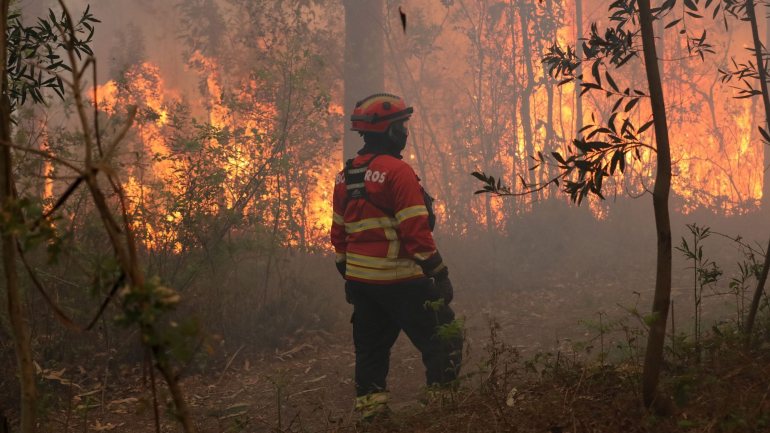 No ano passado, os incêndios florestais destruíram cerca de 178.000 hectares de florestas e terrenos na UE