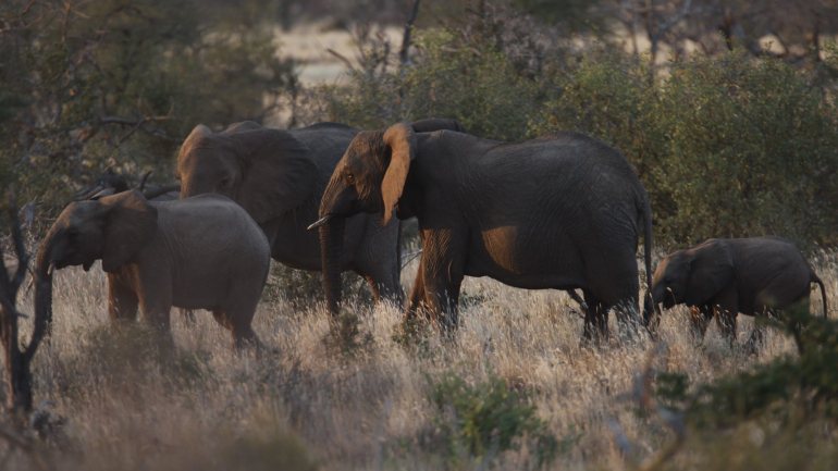 No Zimbabué existem cerca de 85 mil elefantes, perdendo apenas para o Botsuana que tem mais de 130 mil