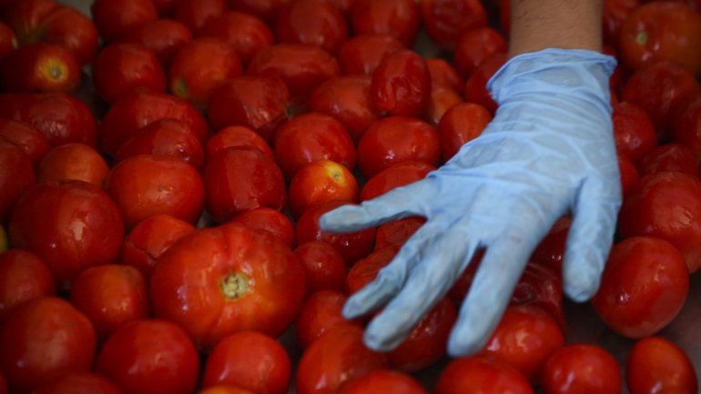 Foram produzidas cerca de 95 toneladas de tomate por hectare