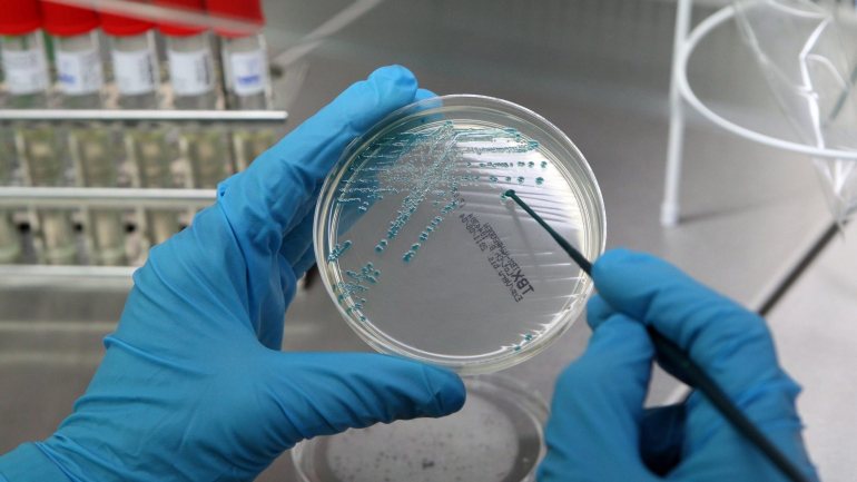 O estudo constitui &quot;um plano B promissor para combater infeções de origem bacteriana&quot;, sustentou o investigador
