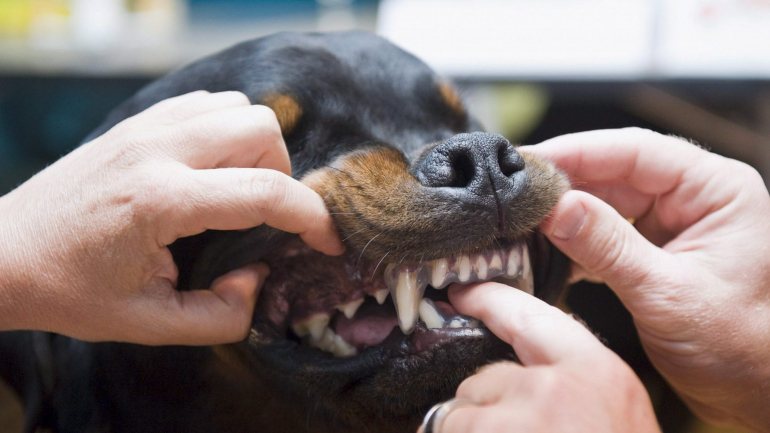 As dentadas dos cães não causam problemas graves à maior parte das pessoas, mas deve ficar atento aos sinais de infeção.