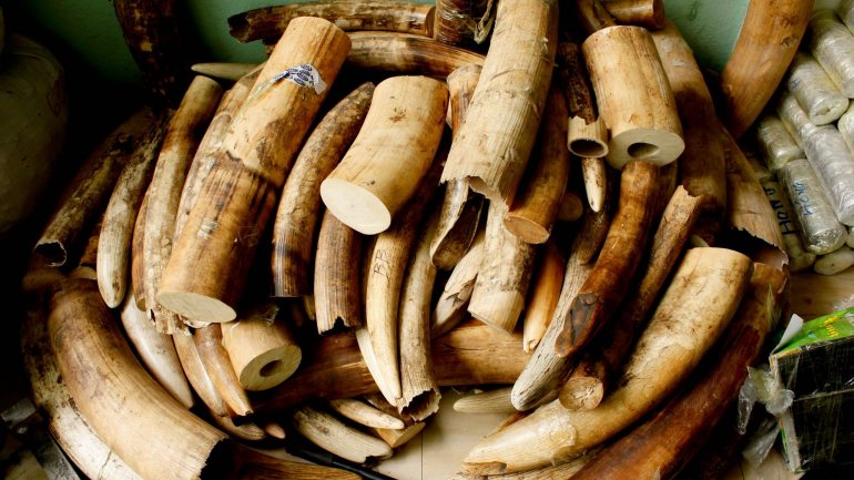 A venda de dentes de marfim é ilegal, por dizer respeito a uma espécie protegida