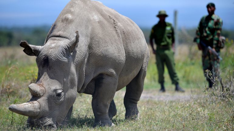 &quot;Após seis anos a conseguirmos ser capazes de manter seguros todos os rinocerontes da reserva e de registar altas taxas de natalidade, toda a equipa de Lewa está devastada com esta recente perda&quot;, lamentou o chefe de operações do santuário