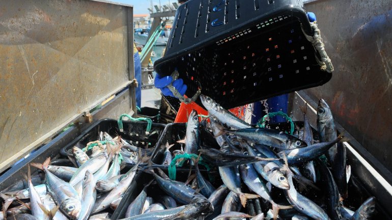 Organizações não governamentais na área das pescas alertaram para o risco de incumprimento do objetivo de acabar com a sobrepesca até 2020