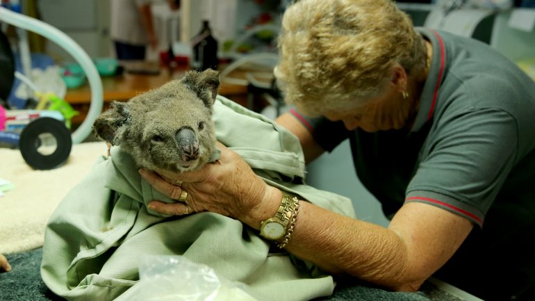 Um coala resgatado de uma região afetada pelos incêndios recebe tratamento num hospital especializado em Port Macquarie