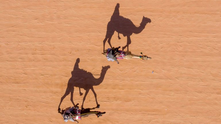Estima-se que vivam na Austrália cerca de um milhão de camelos