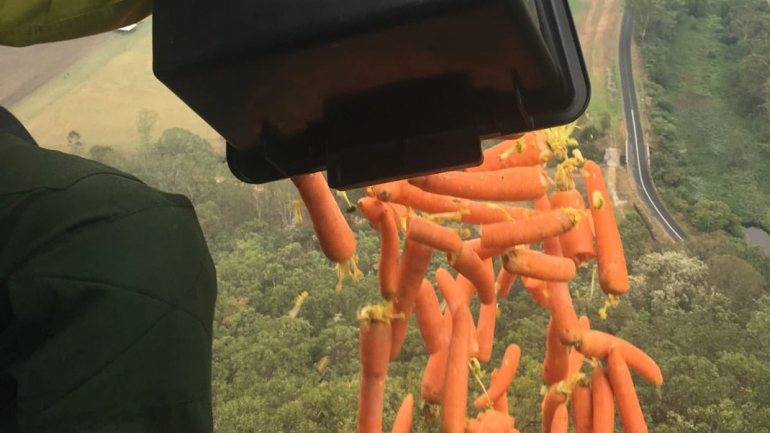 Cenouras e batatas doces estão a ser lançadas de helicópteros para assegurar alimentação dos animais em áreas ardidas.