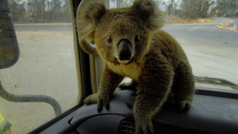 Os coalas são das populações de animais que corre mais risco