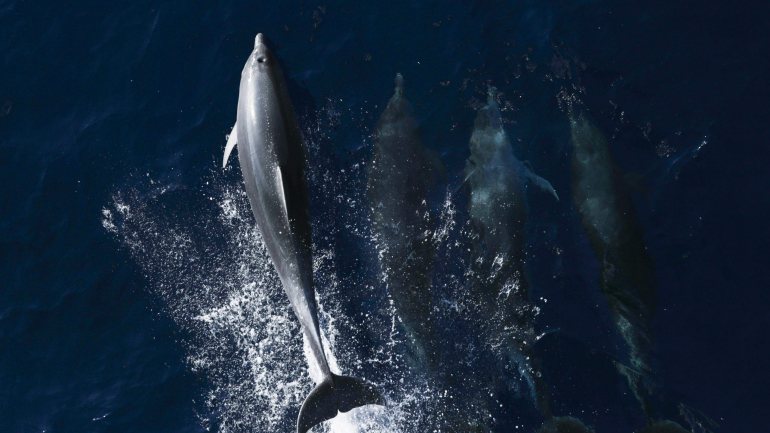 A questão das capturas acidentais de golfinhos e de outros animais marinhos nas águas da UE é especialmente preocupante no Golfo da Biscaia e no Mar Céltico