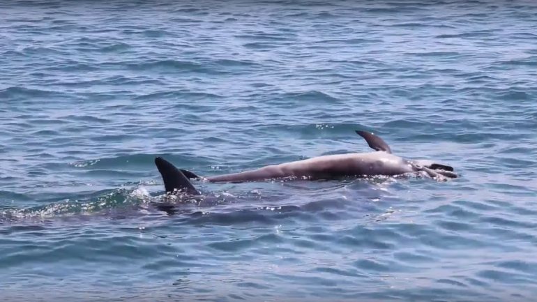 Pelo menos um golfinho morre por dia em Portugal nas redes de pesca
