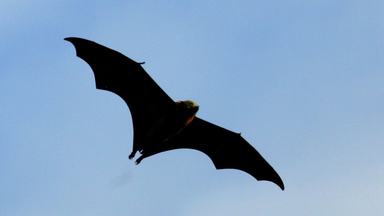 Morcegos são o único mamífero que voa e têm um pico de febre nesse momento