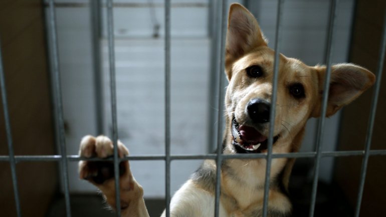 As associações de proteção e abrigo de animais decidiram fechar portas