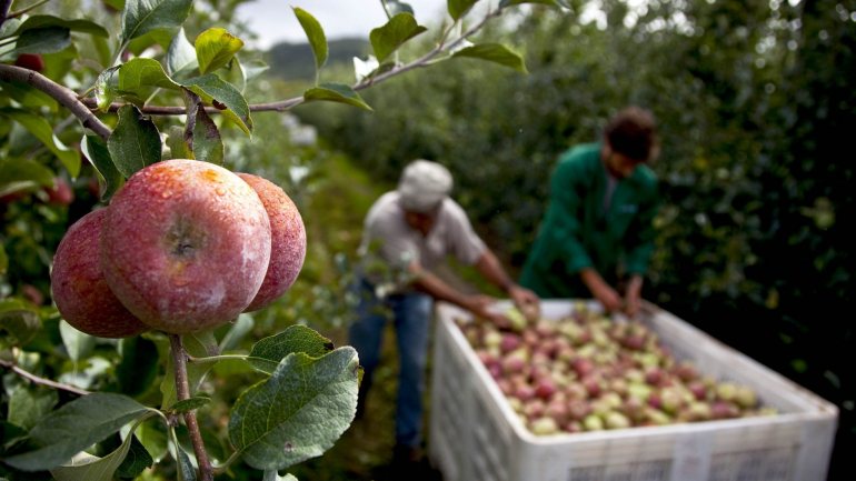 A CAP – Confederação dos Agricultores de Portugal admite fazer proposta ao Governo para que se utilize mão-de-obra local que tenha ficado livre no trabalho agrícola.