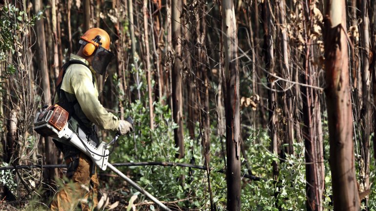 A ENZIF tem a seu cargo uma área de 301 mil hectares de floresta espalhada de norte a sul do país e representa 32 entidades proprietárias