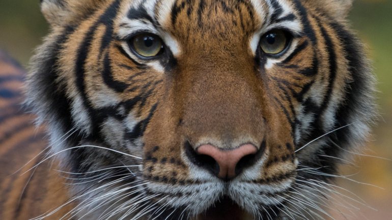 Nadia, de quatro anos de idade, é o primeiro tigre a ser diagnosticado com a Covid-19