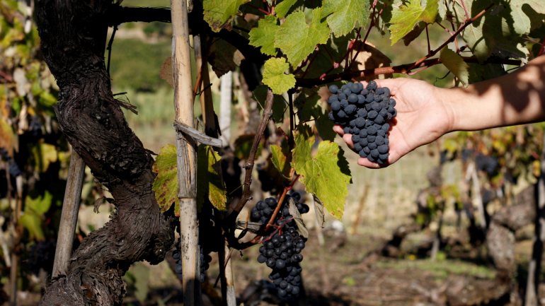 A Rota, que agrupa 52 instituições da região bairradina, criou ainda um serviço de takeaway de vinhos e produtos autóctones, como doces regionais