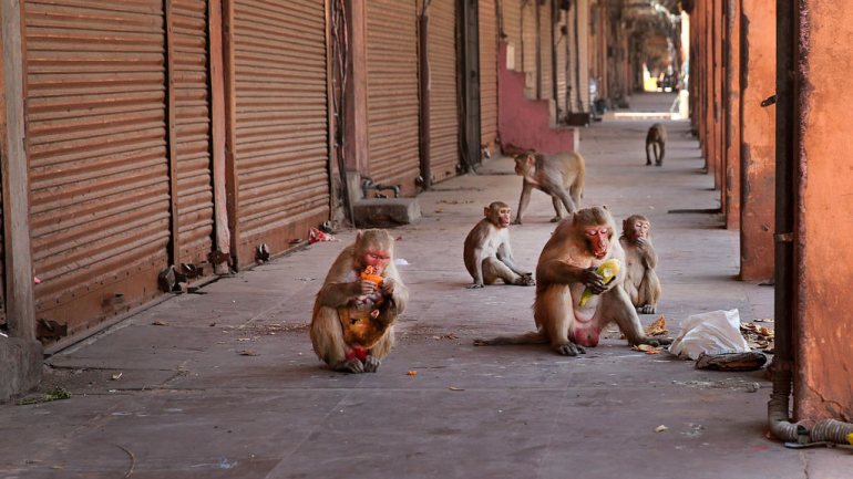 Na Índia foram vistos vários macacos a alimentarem-se junto a lojas encerradas