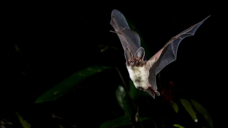 Os autores do artigo onde se anuncia a descoberta salientam que os morcegos têm um papel muito importante, mas pouco compreendido na vida dos seres humanos