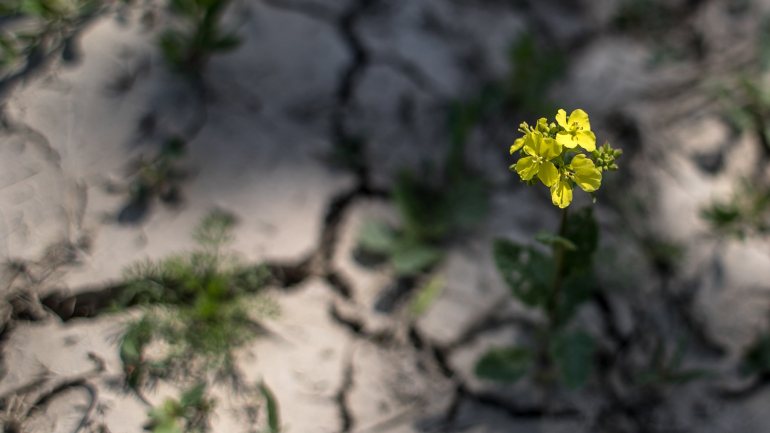 Em 2019, a baixa humidade do solo fez com que o crescimento vegetal parasse em 99,5% do território checo
