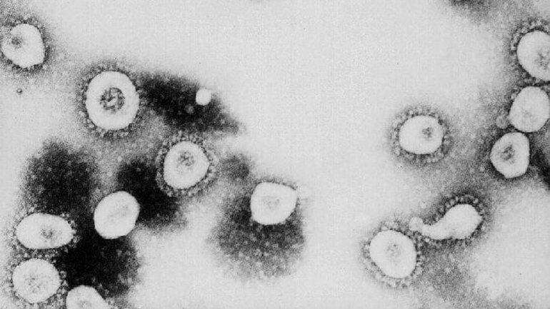 &quot;Este anticorpo neutralizador tem o potencial de alterar o curso da infeção no hospedeiro infetado, apoiar a eliminação do vírus ou proteger um indivíduo que não esteja infetado, mas exposto ao vírus”, afirmou o investigador Berend-Jan Bosch
