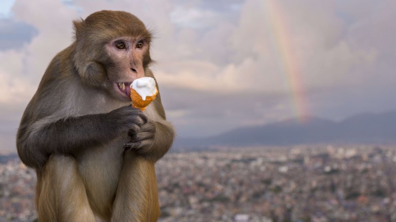 No final dos testes, os 9 macacos rhesus (6 levaram vacina, 3 placebo) foram eutanasiados
