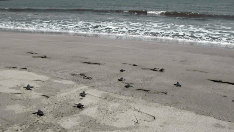  Em 2018, Cabo Verde, que contabiliza 182 quilómetros de praias vigiada em todo o território, registou 109 mil ninhos de tartaruga, um número recorde e quase três vezes maior do que o ano anterior