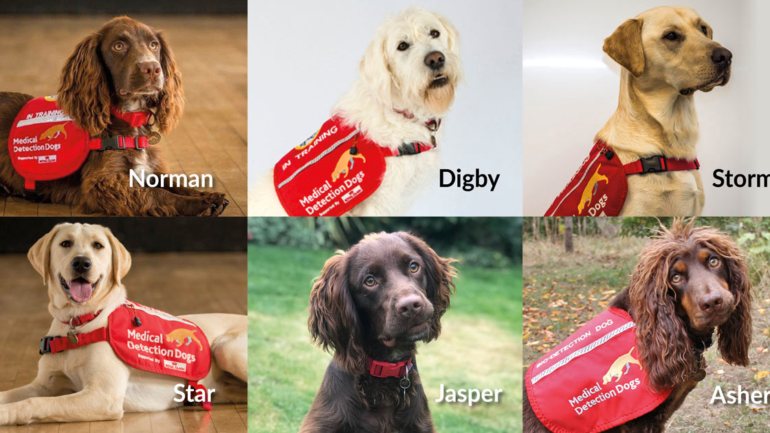 Norman, Digby, Storm, Star, Jasper e Asher são cães de donos britânicos
