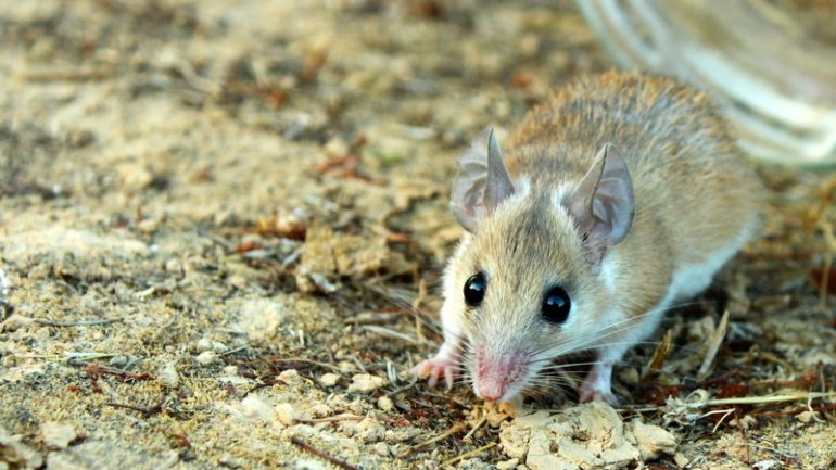 O rato africano &quot;Acomys cahirinus&quot; é o &quot;único animal vertebrado adulto que consegue regenerar a sua função motora após uma lesão medular&quot;