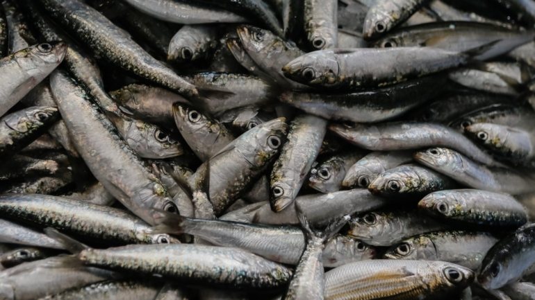 No ano passado, a pesca da sardinha foi retomada em 3 de junho, também com medidas de gestão e limites de captura definidos, depois de ter estado parada desde meados de setembro de 2018