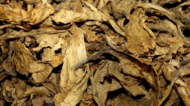 A folha de tabaco foi apreendida, sendo elaborado um auto de contraordenação por introdução irregular de produtos no consumo