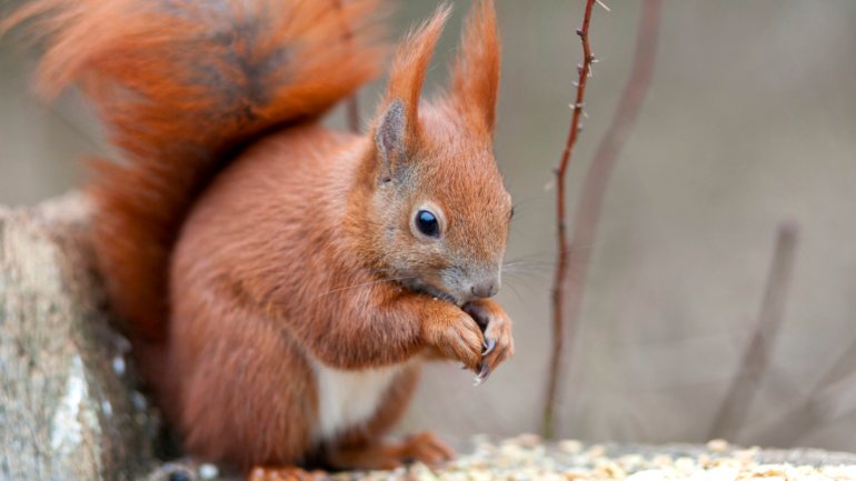 O esquilo-vermelho extinguiu-se em Portugal no século XVI devido à destruição e fragmentação dos habitats florestais, mas, desde a década de 1980, tem-se vindo a expandir novamente