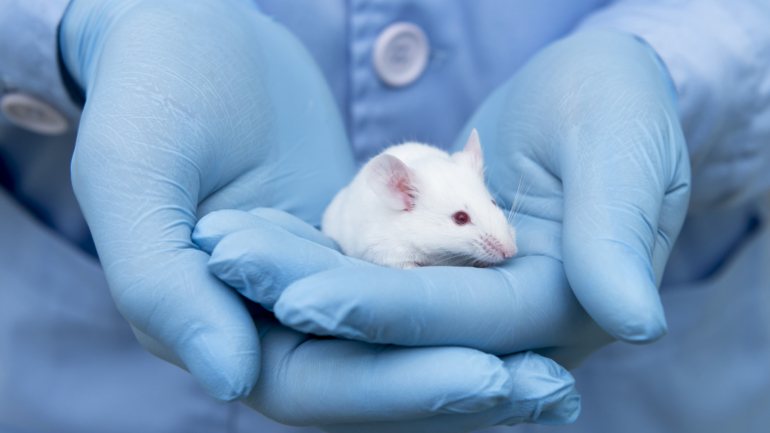 Para o estudo os especialistas em neurociências usaram ratos, que levaram a fazer escolhas entre dois cheiros diferentes