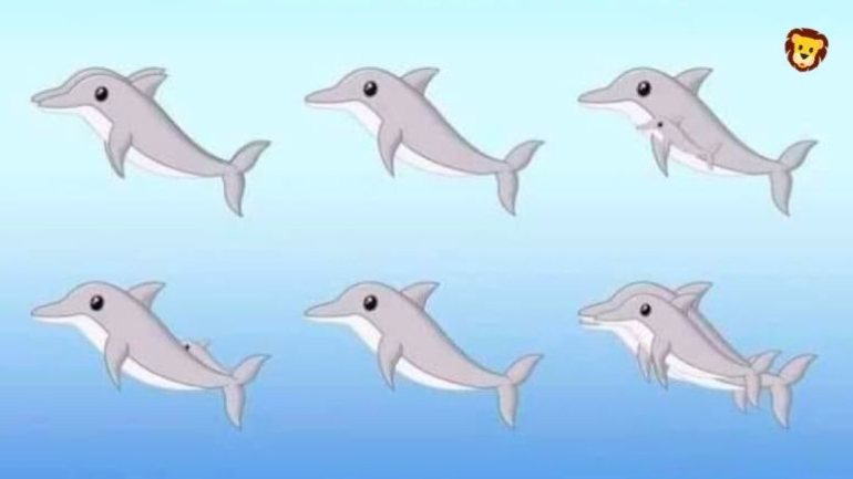 &quot;Quantos golfinhos vês?&quot;: é mais um desafio que está a circular na internet