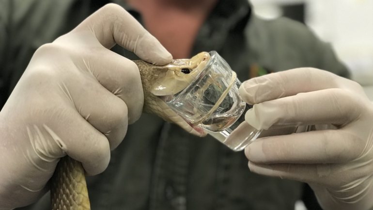 Os guardas florestais do parque conseguiram extrair das mandíbulas da cobra um total de 3,32 gramas de veneno, excedendo assim o recorde mundial anterior de 3,1027 gramas