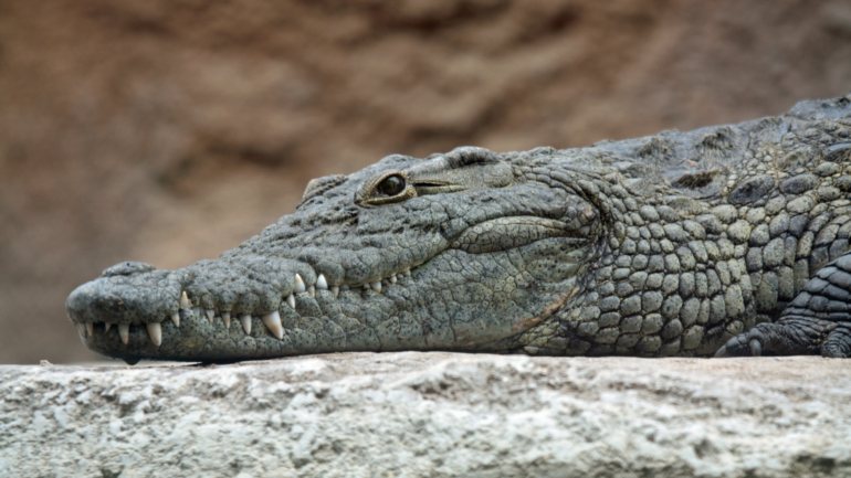 No sábado, a Guarda Civil de Espanha tomou conhecimento de um possível avistamento de um crocodilo do Nilo, com cerca de 250 quilos