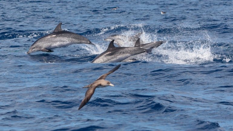 Esta não é a primeira vez que golfinhos ficam presos em redes na Praia de Mira, mas o número de incidentes tem vindo a diminuir graças à utilização de sensores