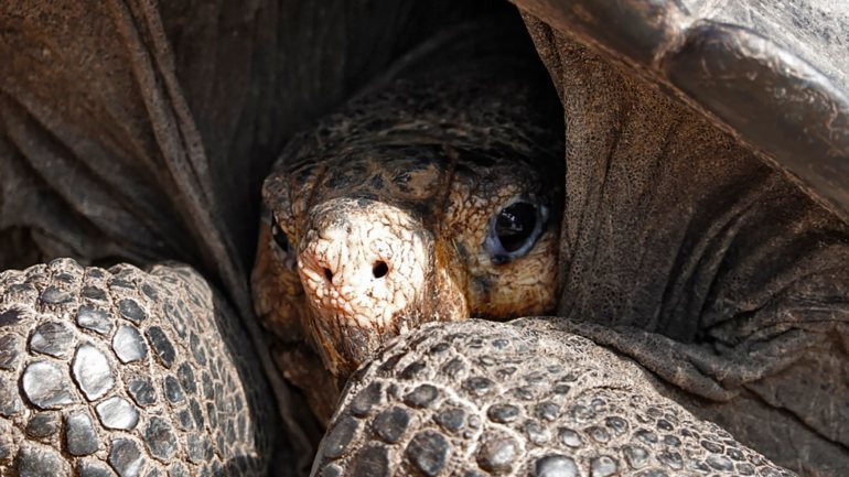 Estas tartarugas estiveram 80 anos em cativeiro e salvaram a espécie da extinção