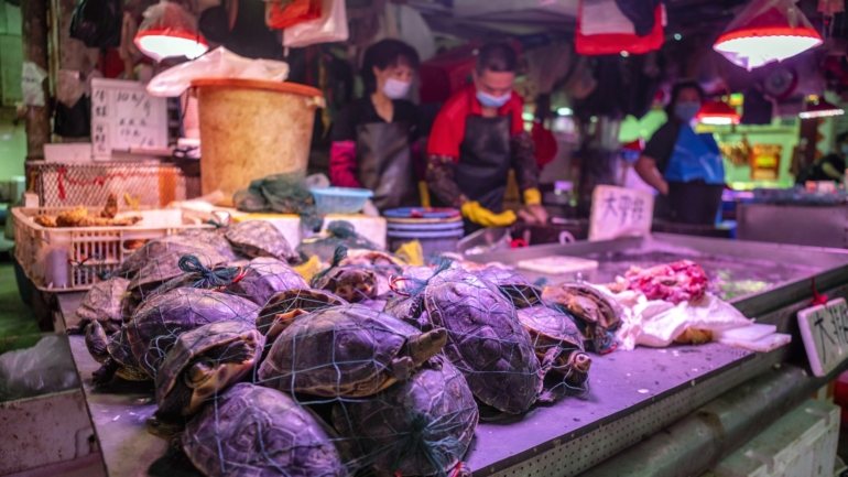 Pequim vai reforçar a punição do comércio e consumo ilegais de animais selvagens