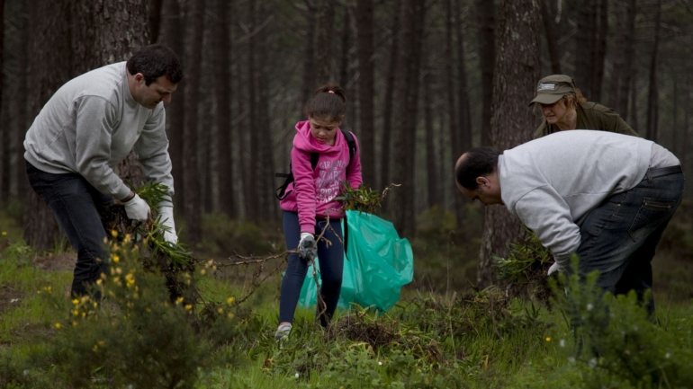 Este ano, a GNR registou cerca de 24 mil incumprimentos relacionados com a limpeza da floresta