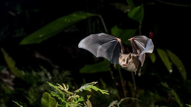 Os especialistas apontaram o exemplo da Covid-19, citando a OMS, que terá tido origem em morcegos selvagens que vivem em grutas perto da cidade chinesa de Wuhan