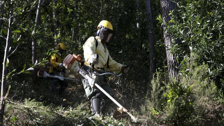 Segundo o Ministério do Ambiente e Ação Climática, este decreto visa reforçar a função das equipas de sapadores florestais no âmbito das medidas de proteção e defesa da floresta estabelecidas na estratégia de gestão integrada de fogos rurais