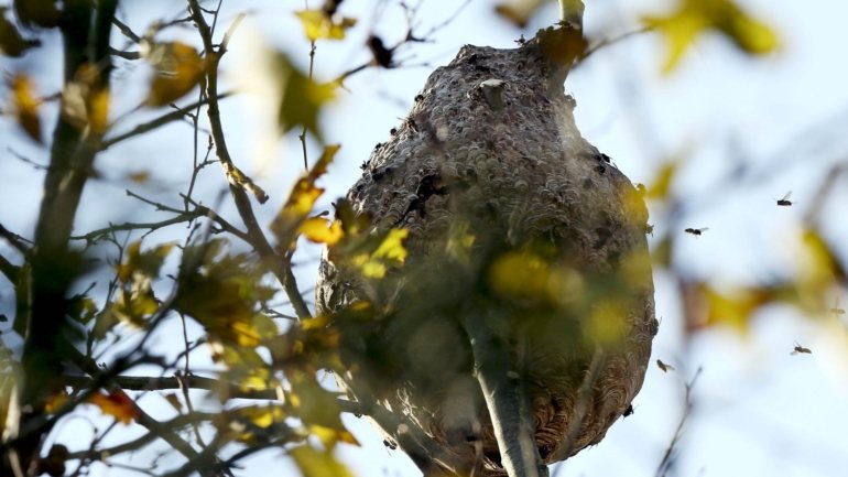 A vespa asiática constitui também uma ameaça para a saúde pública, reagindo modo bastante agressivo quando tem os ninhos ameaçados