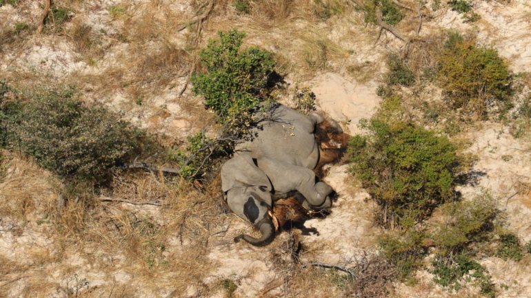 O Botswana alberga cerca de 130.000 elefantes em liberdade, um terço da sua população africana conhecida