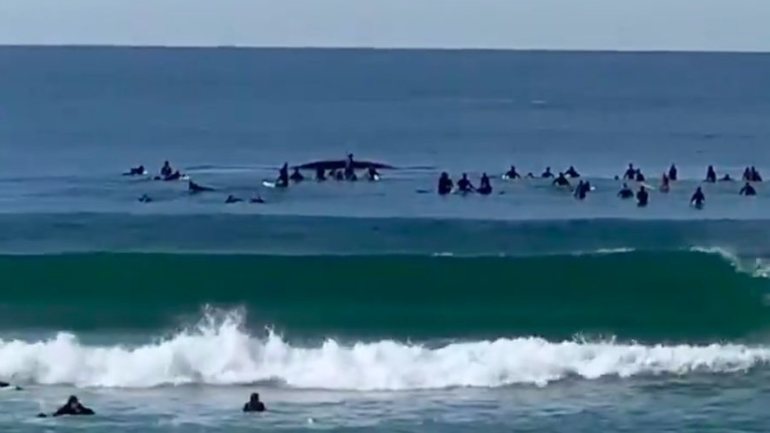 Vídeo publicado no Twitter pelo utilizador @Wingtags mostra o momento em que as baleias foram rodeadas por surfistas