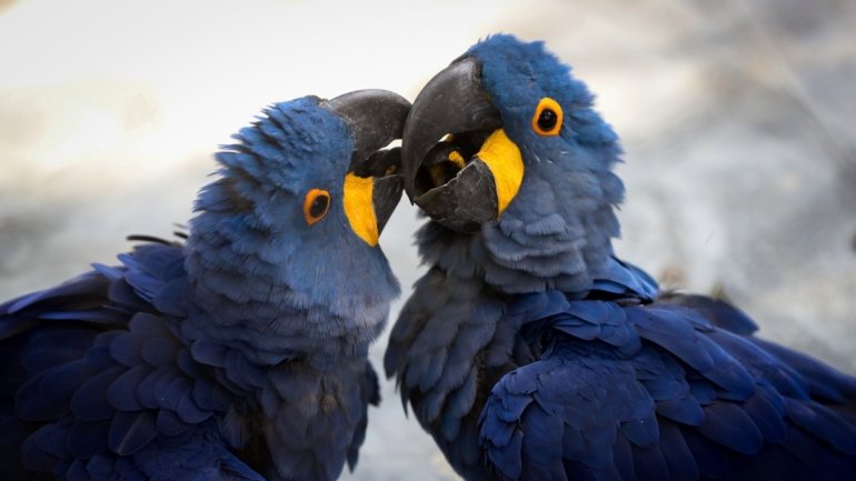 As araras-azuis são uma espécie de aves ameaçada em extinção