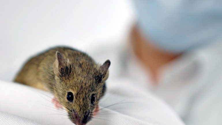 &quot;O objetivo foi determinar a taxa de mortalidade pré-desmame e identificar fatores que aumentam a probabilidade de mortalidade de cada ratinho nascido&quot;, refere a investigadora.