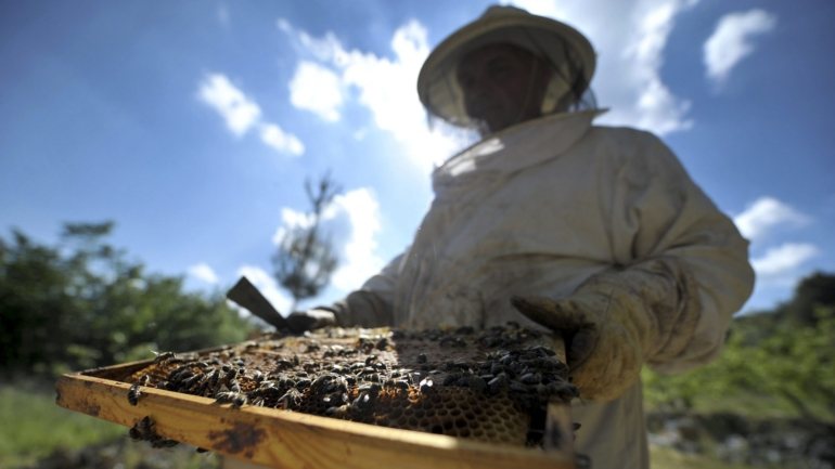 &quot;Os apicultores devem proceder à declaração anual de existências de apiários [conjunto de colmeias] de 01 a 30 de setembro de 2020&quot;, lembrou a DGAV.