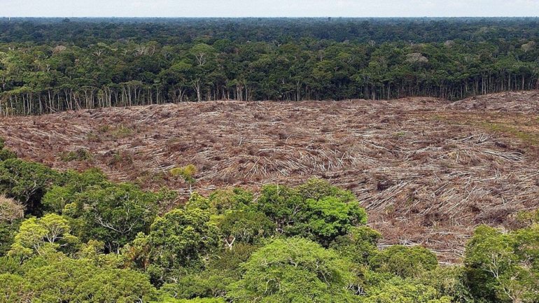 Apenas na Amazónia brasileira foram destruídos 10.000 quilómetros de floresta no ano passado, primeiro ano do Governo de Jair Bolsonaro, criticado internacionalmente por alegadamente não fazer o suficiente para proteger o meio ambiente.